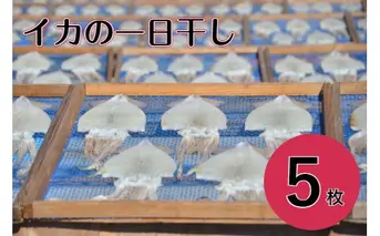 【四国一小さなまち】 カネアリ水産のイカの一日干し　５枚入り（冷凍）