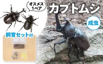 カブトムシ（成虫）オスメス１ペア飼育セット付【配送期間は6月下旬～8月上旬】