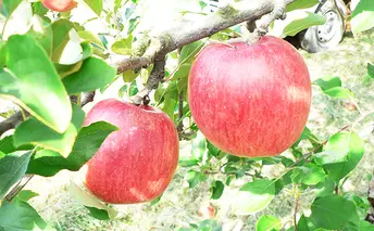 松丘農園のりんご「シナノスイート」