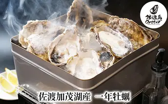 佐渡加茂湖産 一年牡蠣のカンカン焼き（殻付き牡蠣約2kg）