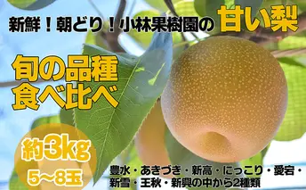 先行予約 梨 新鮮！朝どり！小林果樹園の甘い梨 旬の品種 食べ比べ 5～8玉