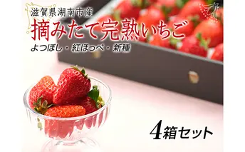 【贈答用】滋賀県湖南市産　摘みたて完熟いちご4箱セット