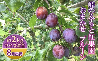 先行予約 ≪峠のふもと紅果園≫ ◆2024年8月お届け◆北海道 仁木産 フレッシュ プルーン 約2kg  品種 おまかせ