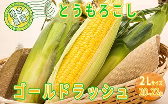 橋本農園のとうもろこし（ゴールドラッシュ）20～22本 ※2Lサイズ 野菜 コーン 夏野菜 産地直送 北海道産 北の大地 焼きもろこし コーンバター バーベキュー キャンプ 料理 