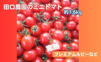 田口農園のミニトマト（約1.6kg）　