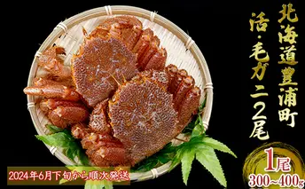 【地元現役漁師が厳選！！】活・毛ガニ2尾（1尾300～400g）北海道 豊浦 噴火湾【2023年6月末から順次出荷】