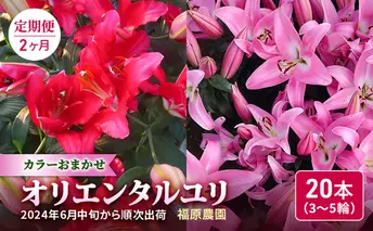 【2カ月定期便】福原さん家のオリエンタルゆりの花束 10本（5～6輪）