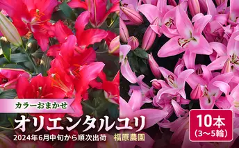 福原さん家のオリエンタルゆりの花束 10本（3～4輪）