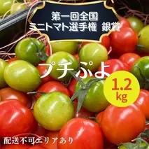  ミニトマト プチぷよ 1.2kg 第一回全国 ミニトマト 選手権銀賞