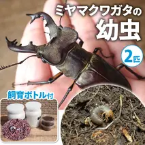 ミヤマクワガタ（幼虫・2匹）飼育ボトル付【配送期間は1月下旬～4月上旬】