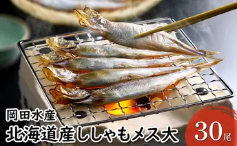 北海道産ししゃもメス大30尾 北海道 稀少 魚シシャモ メス おつまみ