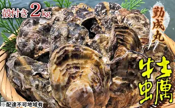 勤成丸の牡蠣 殻付き牡蠣 2.0kg