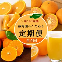 ZT6231_【定期便 4回】こだわりの定期便 藤秀園