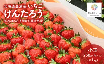 2024年5月上旬から出荷 北海道 豊浦 いちご 小玉 けんたろう 250g×4パック1箱 約1kg 農園直送 採れたて 新鮮 産直 苺 ストロベリー