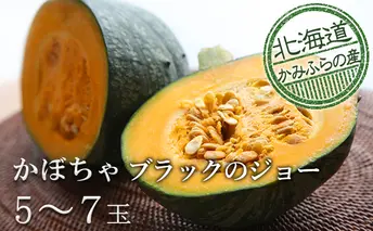 採れたて完熟栗かぼちゃ【ブラックのジョー】5～7玉≪北海道上富良野町産≫