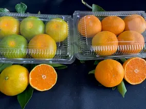 BF6058_【2025年先行予約】 ハウスみかん 二種 食べ比べ 6パック 【ミカン 蜜柑 柑橘 温州みかん 有田みかん 和歌山】