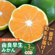 BB6203_ 和歌山由良町産 由良早生みかん 約3kg  訳あり キズ 御家庭用 サイズ混合