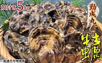 勤成丸の牡蠣 殻付き牡蠣 5.0kg [ 生牡蠣 かき カキ 殻付 加熱調理用 真牡蠣 国産 ] 兵庫県 姫路市