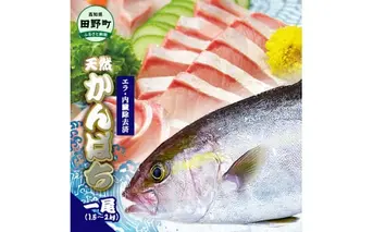 ～四国一小さなまち～ 天然カンパチ 1尾 1.5～2kg（エラ・内臓除去済）活き締め 1.5～2キロ かんぱち 刺身 お寿司 しゃぶしゃぶ アレンジ 新鮮 魚 海鮮 国産 天然 おかず お取り寄せ