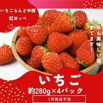 （冷蔵） 朝採り完熟いちご 紅ほっぺ 1120g(280g×4パック)農家直送 静岡県産 1268