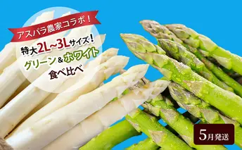 アスパラ農家コラボ！特大2L～3Lサイズ！グリーン＆ホワイト食べ比べ【5月発送】アスパラガス 野菜
