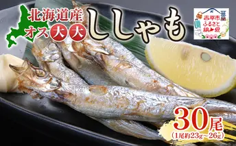 北海道産ししゃもオス大大30尾 北海道 稀少 魚 シシャモ オス おつまみ 魚貝類 干物 本物 人気 希少 塩 味付け 脂のり 旨み 美味しい 大きい