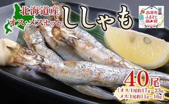 北海道産ししゃもオスメス40尾セット 北海道 稀少 魚 シシャモ メス オス セット おつまみ 魚貝類 干物 本物 人気 希少 塩 味付け 脂のり 旨み 美味しい 大きい