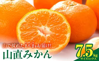 MK1051_【2025年先行予約】みかん 山から直送 箱込 7.5kg ( 内容量 6.8kg ) 鮮度優先ごろごろ規格 和歌山県産 産地直送 【みかんの会】