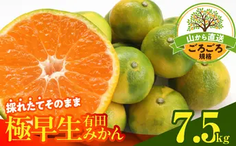 MK1079_【2025年先行予約】みかん 極早生 山から直送 箱込 7.5kg ( 内容量 6.8kg ) 採れたてそのままごろごろ規格 有田みかん 和歌山県産