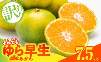 MK1067_【2025年先行予約】訳ありゆら早生 みかん 箱込 7.5kg ( 内容量 6.8kg ) サイズミックス 有田みかん 和歌山県産