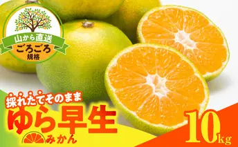 MK1062_【2025年先行予約】ゆら早生 みかん 山から直送 箱込 10kg ( 内容量 9.2kg ) 採れたてそのままごろごろ規格 有田みかん 和歌山県産
