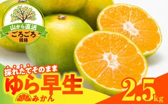 MK1065_【2025年先行予約】ゆら早生 みかん 山から直送 箱込 2.5kg ( 内容量 2.3kg ) 採れたてそのままごろごろ規格 有田みかん 和歌山県産