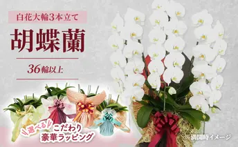 【選べるこだわり豪華ラッピング】赤平長持ち胡蝶蘭白花大輪3本立て (36輪以上) レモンイエロー
