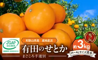 ZE6499_【2026年先行予約】【まごころ手選別】　せとか　約3kg　秀品