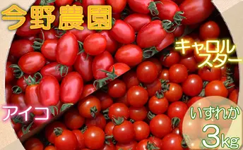 今野農園で採れた「ミニトマト」3kg北海道仁木町産