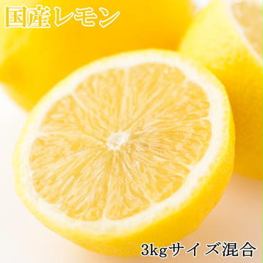 【産直】和歌山産レモン約3kg（サイズ混合）
※2024年3月中旬～5月下旬頃に順次発送予定
