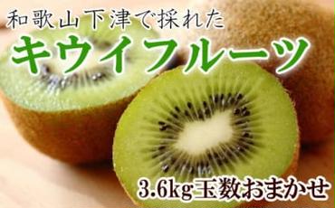 和歌山の下津で採れたキウイフルーツ約3.6kg（玉数おまかせ・秀品）
※2025年1月上旬～3月上旬頃に順次発送予定