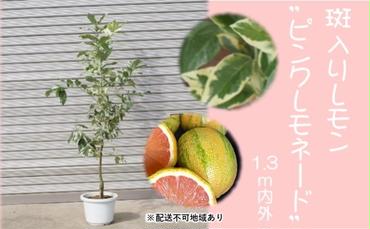 鉢植え レモンの木 斑入り ピンクレモネード 1.3内外 配送不可 北海道 沖縄 離島