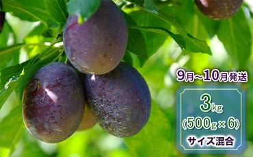 【9月中旬～10月中旬出荷】 北海道 仁木町産 プルーン 約3kg サイズ混合 くだもの直売もり園