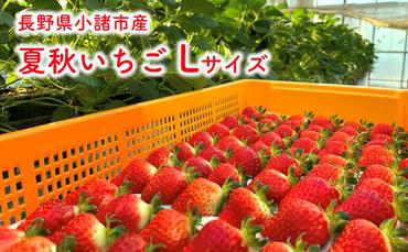 長野県小諸市産 夏秋いちご Ｌサイズ48玉入 果物類 いちご 苺 イチゴ