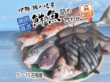 津軽  鰺ヶ沢産鮮魚詰め合わせ5～15尾程度【11月～6月発送】 ※東北・関東限定