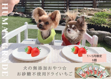 FB012　【１～５月発送】犬の無添加おやつ☆お砂糖不使用ドライいちご6個