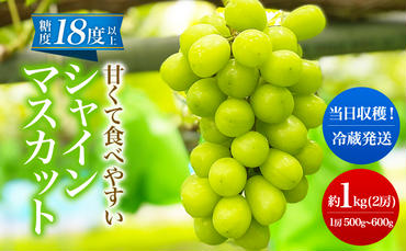 先行予約 甘く食べやすい シャインマスカット 2房（1房 500～600g）＜出荷時期：2024年9月下旬～10月上旬ごろ＞数量限定 期間限定 果物 フルーツ ぶどう ブドウ マスカット