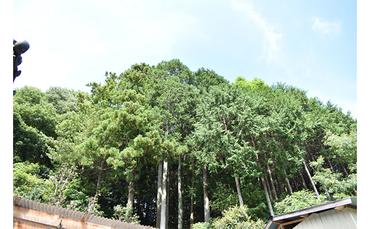 森のちから【五名の薪（針葉樹）】26kg アウトドア キャンプ