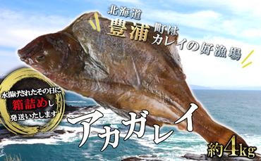 活毛ガニ 1尾 (500～600g) 地元現役漁師が厳選 毛ガニ 冷蔵 北海道