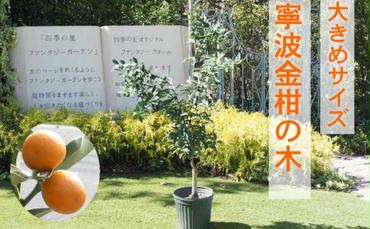 鉢植え 寧波金柑の木 大きめサイズ 1本 配送不可 北海道 沖縄 離島