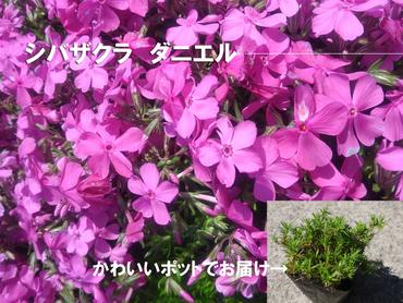 BS151_ シバザクラ　ダニエル10個 花 苗 植物 家庭菜園 花壇 プランター ガーデニング 芝桜