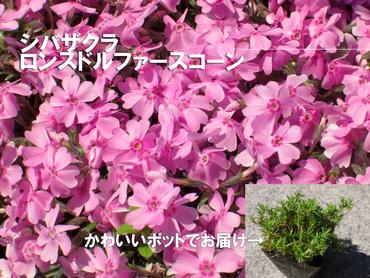 BS156_シバザクラ　ロンスドルファースコーン10個 花 苗 植物 家庭菜園 花壇 プランター ガーデニング 芝桜
