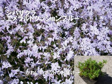 BS161_シバザクラ　エメラルドクッションブルー20個 花 苗 植物 家庭菜園 花壇 プランター ガーデニング 芝桜