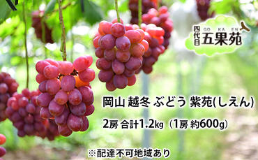 越冬 ぶどう 紫苑 （しえん）2房 合計1.2kg（1房 約600g）岡山県産 四代目 五果苑